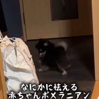 何かに怯えている？