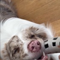 動かないRALくん