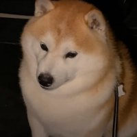 困った表情の柴犬