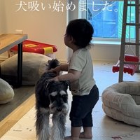 シュナウザーの背中に手を置いて立つ赤ちゃん