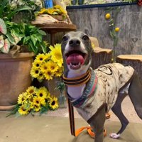 引き取ることを決意