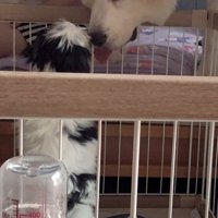 見つめ合う大型犬と子犬