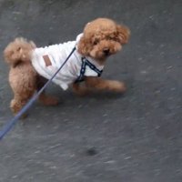 元気にお散歩するれおん君