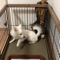 驚くガブちゃん