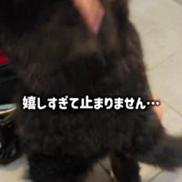 尻尾フリフリ止まらない