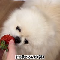 イチゴに夢中…♪