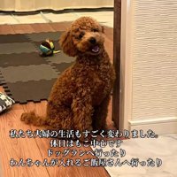 休日はドッグランやドッグカフェへ