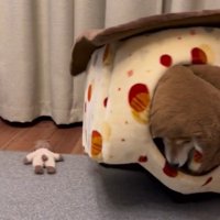 「おやつ」と聞いた文太くんの反応4