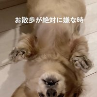 別の日の「寝たふり」