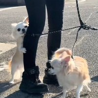 チワワ3匹とお散歩3