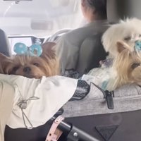 3匹のワンコ