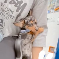 抱っこされる子犬