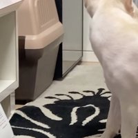 振り返って何かを確認中…