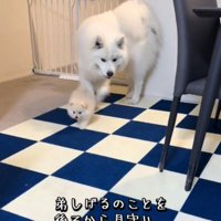 歩く犬4