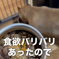 ひとりになったラブちゃん