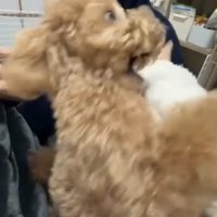 腕にしがみつく犬1