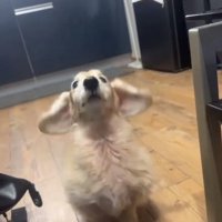 耳が揺れるれっくすくん