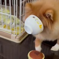 トラップに引っかかった！！