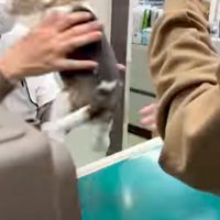 ジャンプして先生のマスクを引っ張る犬