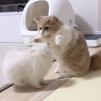 近距離で向き合う犬と猫