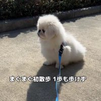 お散歩を練習中