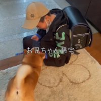 男の子を見てしっぽを振る犬