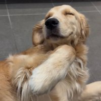 目を細めて飼い主にお腹を見せる犬