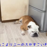 ノブちゃんはマイペース