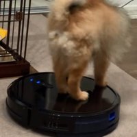 ロボット掃除機に乗るナッツちゃん
