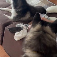 兄弟で見守り♪