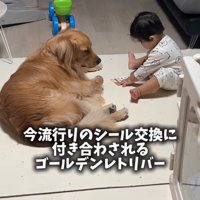 ベッドの近くにいる2匹の柴犬