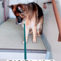 固まったジーボくん