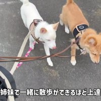 練習を重ねて散歩好きに♪