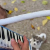 ひとりぼっちでさまよっていた