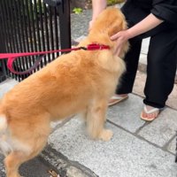 和尚さんに撫でてもらう大型犬