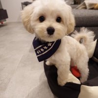 初めてのトリミングでスッキリ