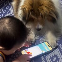 並んで画面を見つめる赤ちゃんと犬