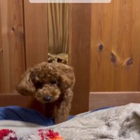 パパさんを心配するポポくん6