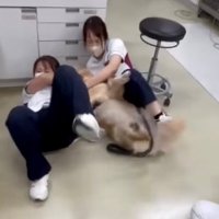 床に転がる犬とスタッフの姿