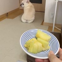 首を回して後ろを見る犬