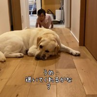 廊下でお昼寝中のウメちゃん