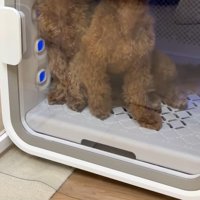 エアシャワーを浴びている2匹