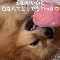 ピンクのおもちゃを咥えて寝る犬
