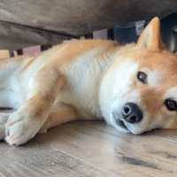 ナラちゃんとソラくんの沢登り