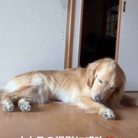 毛繕いする犬