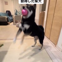 ボールをキャッチするもずくくん