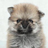 そるちゃんが子犬のとき