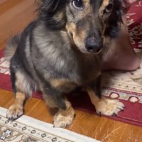 斜め上を見るマックくん