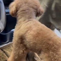 パパが車を降りていきます