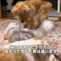 猫に近づく犬